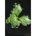 Ceratopteris pteroides - Rohatec křídlatý – Zboží Dáma