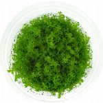 Hemianthus micranthemoides – Sleviste.cz