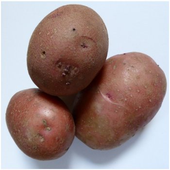 Sadbové brambory Rosara - Solanum tuberosum - červené velmi rané - 5 kg