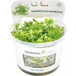 Ranunculus inundatus – Zboží Dáma