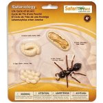 Safari Ltd. Životní cyklus Mravenec – Zboží Mobilmania