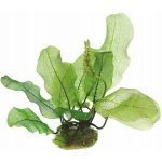 Aponogeton madagascariensis - Kalatka mřížovitá – Zboží Dáma