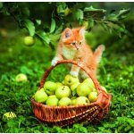 Cats nástěnný 2026 – Sleviste.cz