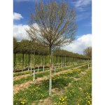 Trnovník akát Umbraculifera výška kmene 225cm, obvod 16/18cm, zemní bal – Zboží Dáma