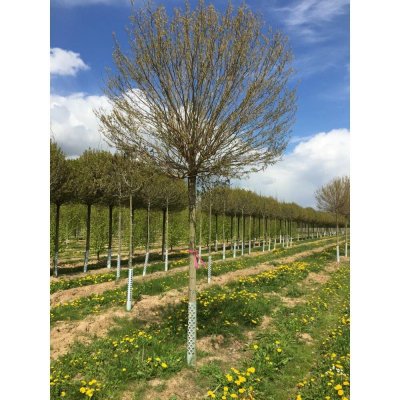 Trnovník akát Umbraculifera výška kmene 225cm, obvod 16/18cm, zemní bal – Zboží Dáma