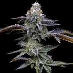 Barney´s Farm Blue Dream semena neobsahují THC 3 ks – Zboží Dáma