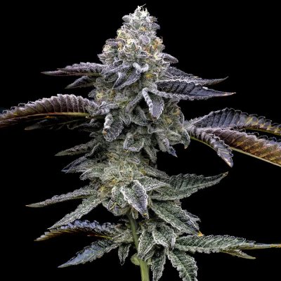 Barney´s Farm Blue Dream semena neobsahují THC 3 ks – Zboží Dáma