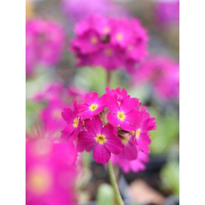 Zoom AT-115 podsedlová objímka – Zboží Dáma