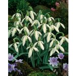 Sněženka podsněžník 'Nivalis' 5 ks – Hledejceny.cz