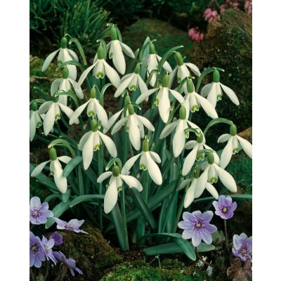 Sněženka podsněžník 'Nivalis' 5 ks – Hledejceny.cz