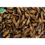 JK ANIMALS Sušený cvrček 80 g – Zboží Dáma