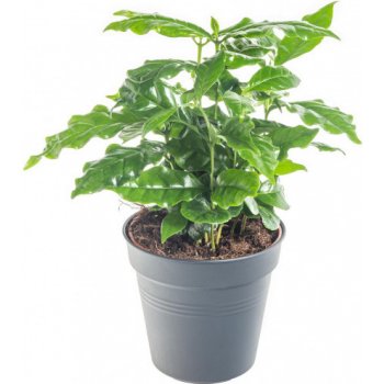 Kávovník arabský, Coffea arabica, průměr květináče 10 - 12 cm