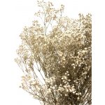 Nevěstin závoj/stabilizovaná Gypsophila svazek/kytice přírodní champagne 45g – Zboží Dáma