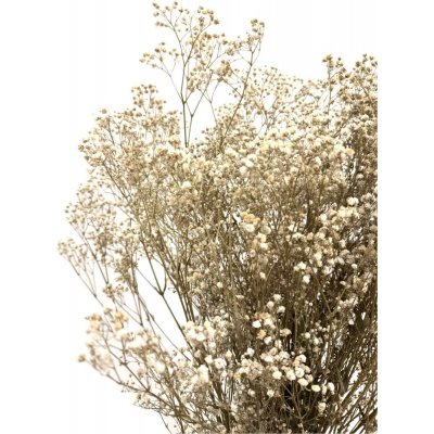 Nevěstin závoj/stabilizovaná Gypsophila svazek/kytice přírodní champagne 45g – Zboží Dáma