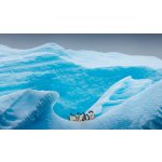 Umělecká fotografie A group of Penguins stand atop, David Merron Photography, (40 x 24.6 cm) – Hledejceny.cz