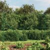 Příslušenství k plotu zahrada-XL Drátěné pletivo zelené 1,8 x 10 m