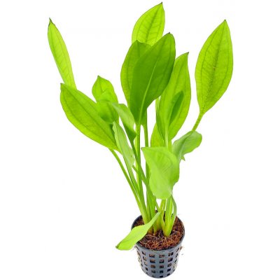 Echinodorus bleheri - Šípatkovec bleheri – Zboží Mobilmania