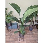 Spathiphyllum Sensation XXL – Hledejceny.cz