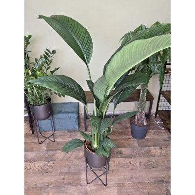 Spathiphyllum Sensation XXL – Hledejceny.cz