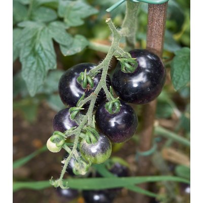 BIO Rajče Indigo Rose - Solanum lycopersicum - bio osivo rajčat - 7 ks – Hledejceny.cz