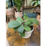 Hoya Kerrii zelená, srdíčková voskovka – Sleviste.cz