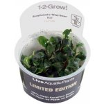 Bucephalandra Kedagang – Zboží Dáma