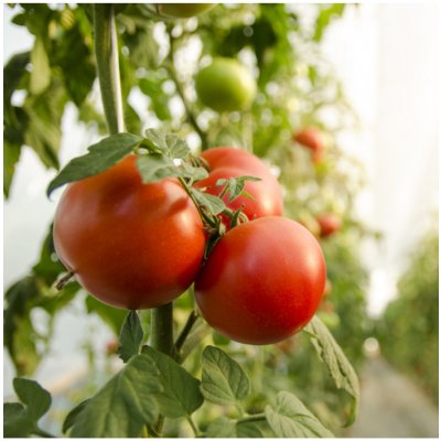 Rajče Moneymaker - Solanum lycopersicum - prodej semen - 20 ks