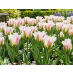 Tulipán 'Blushing Artist' 5 ks – Sleviste.cz