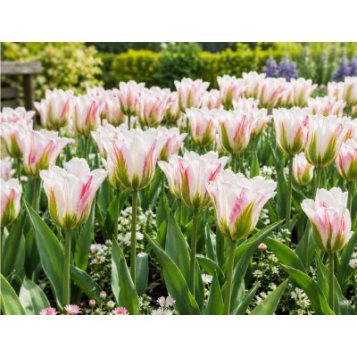 Tulipán 'Blushing Artist' 5 ks – Sleviste.cz