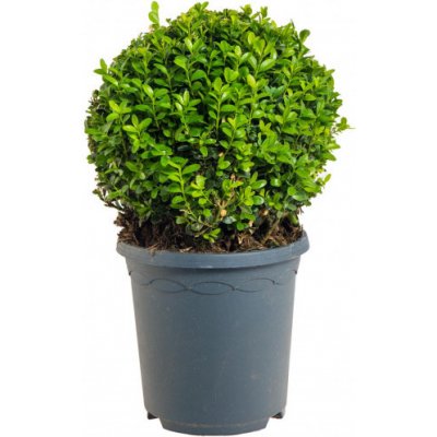 Zimostráz obecný koule, Buxus microphylla Faulkner, velikost kontejneru 5 l – Hledejceny.cz