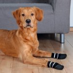 Trixie Protiskluzové ponožky 2 ks – Zboží Mobilmania