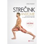 Strečink - anatomie – Hledejceny.cz