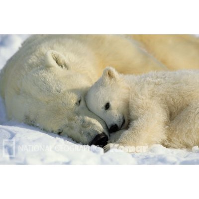 Komar 1-605 Fototapeta National Geographic Polar Bears rozměr 184 cm x 127 cm – Zboží Mobilmania