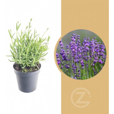 Levandule lekařská Lavandula angustifolia Felice průměr květináče 10.5 cm – Sleviste.cz