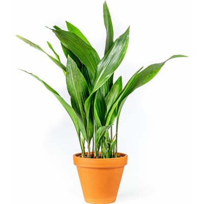 Gardners Aspidistra Elatior, průměr 13-14 cm Kořenokvětka – Hledejceny.cz