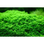 Hemianthus callitrichoides Cuba – Zboží Dáma