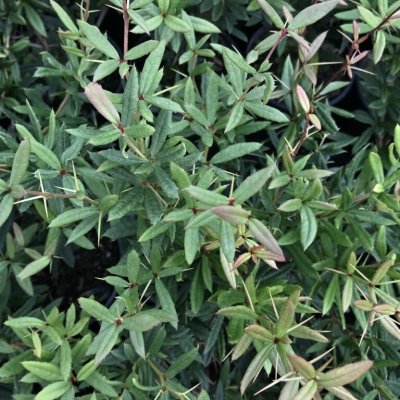 Berberis julianae Prodejní velikost: 015/020, Velikost hrnku: 0,5 l – Zboží Dáma