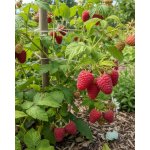 Maliník 'Malling Promise' – Sleviste.cz