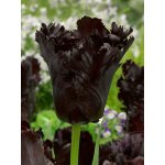 Tulipán Black Parrot 10 ks – Hledejceny.cz