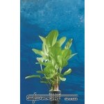 Echinodorus Dschungelstar Nr. 2 Kleiner Bär – Hledejceny.cz