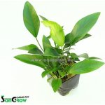 Anubias congensis round – Zboží Dáma