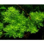 Hottonia inflata - Žebratka zploštělá – Hledejceny.cz