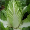 Osivo a semínko Zelí pekingské HIlton - Brassica pekinensis - prodej semen - 100 ks