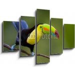 Obraz pětidílný 5D - 150 x 100 cm - Keel Billed Toucan, from Central America. Keel Billed Toucan, ze Střední Ameriky. – Hledejceny.cz