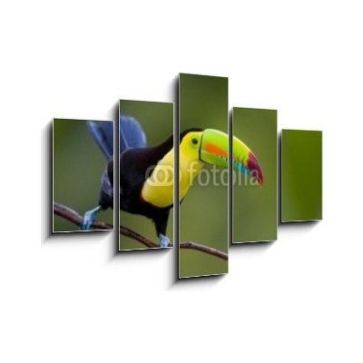Obraz pětidílný 5D - 150 x 100 cm - Keel Billed Toucan, from Central America. Keel Billed Toucan, ze Střední Ameriky.