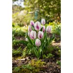 Tulipán 'Flaming Flag' 5 ks – Zboží Dáma