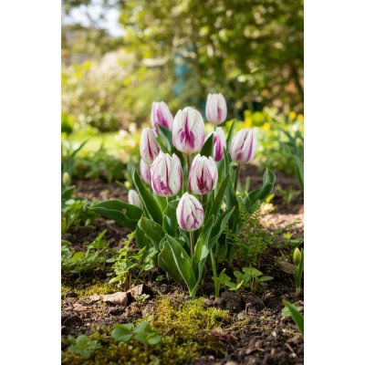 Tulipán 'Flaming Flag' 5 ks – Zboží Dáma