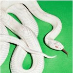 Deftones: Private Music - Vinyl LP – Sleviste.cz