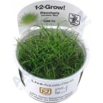 Eleocharis pusilla – Zboží Dáma