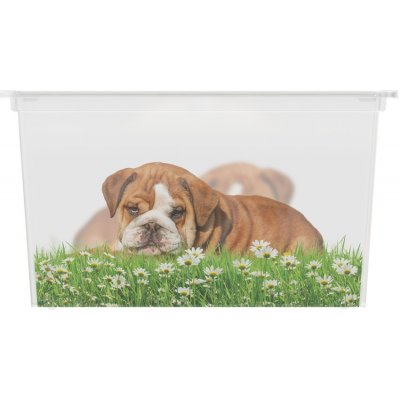 KIS C Box Puppy & Kitten XL 50 L od 199 Kč - Heureka.cz